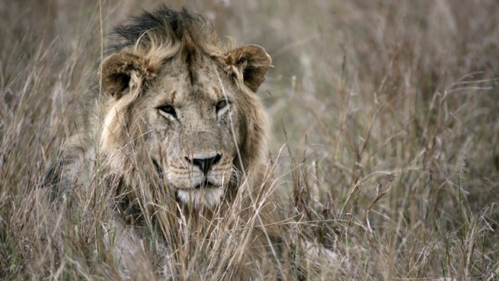 Serengeti trocknet aus - Löwe im Masai Mara Nationalpark