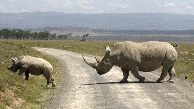 A white rhino and its baby cross a road on the drying shores of Lake Nakuru in Kenya's Rift Valley