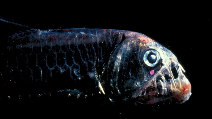 Meeresbergbau: Mysteriöse Tiefsee: ein Viperfisch, fotografiert im Pazifik in einer Tiefe von über 1000 Metern