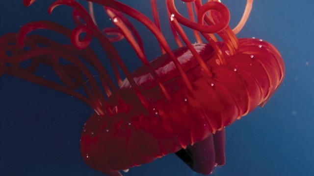 Meeresbergbau: Roter Tintenfisch, gesichtet vor Australien