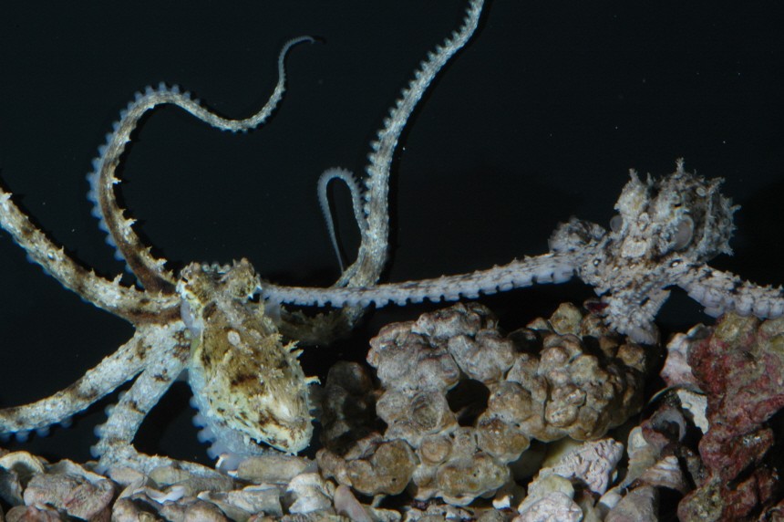A grey male octopus mates with a female