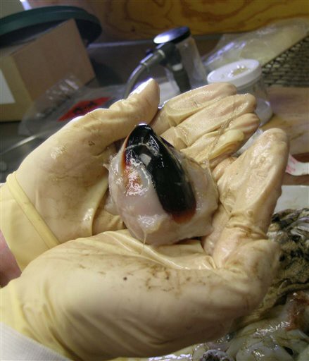 Schnabel eines Tintenfisches