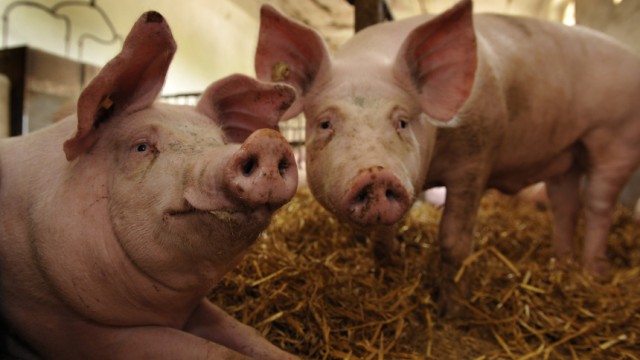 Verhaltensforschung: Positive Erfahrungen führen bei Schweinen dazu, dass sie auch in Zukunft mit weiteren Wohltaten rechnen.