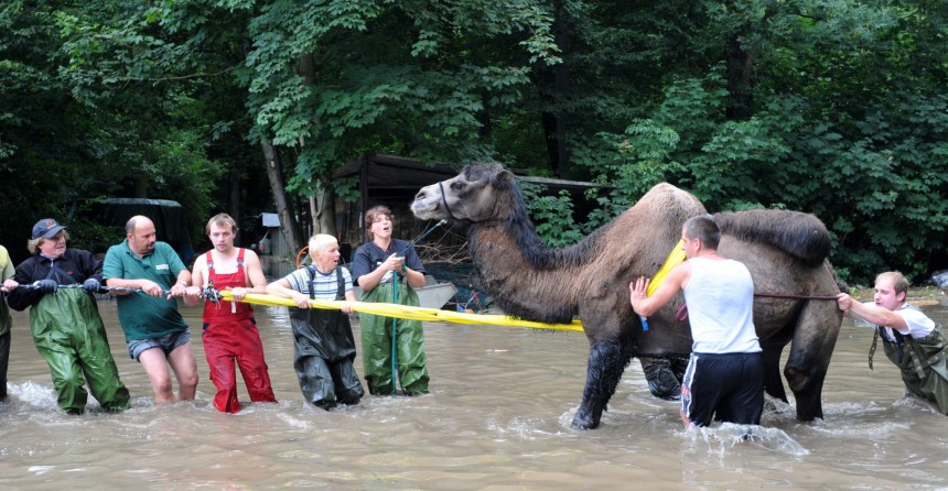 Hochwasser in Zittau - Tierpark teilweise überflutet