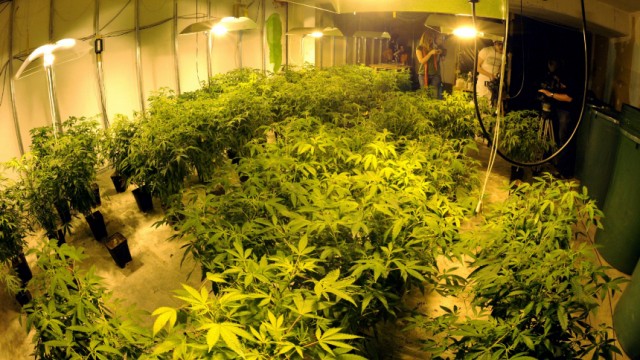 Illegale Marihuana-Plantage