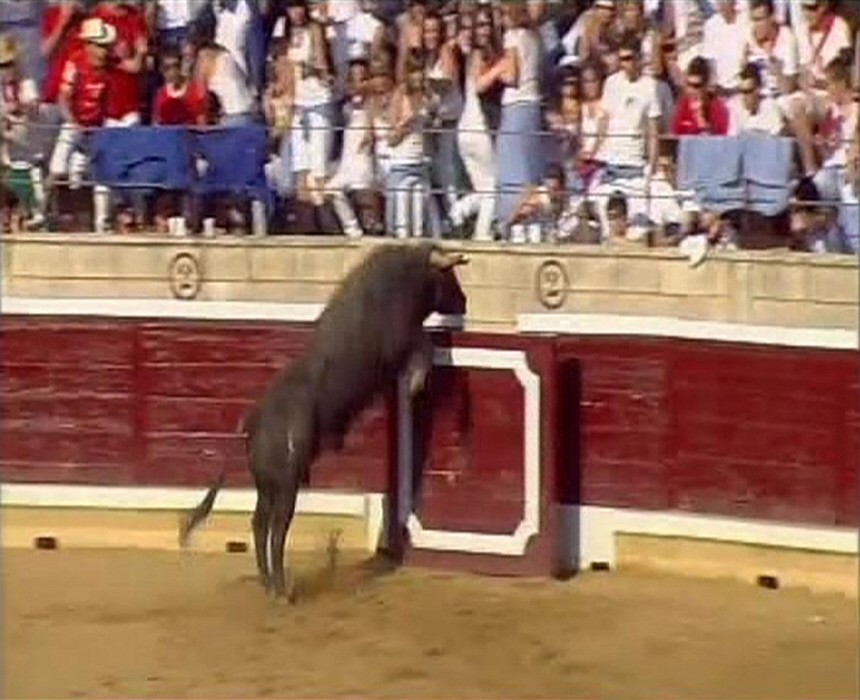 Video grab of a bull running toward and jumping into the stands during a 'recortadores' competition in Tafalla