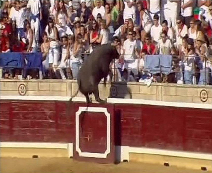 Video grab of a bull jumping into the stands during a 'recortadores' competition in Tafalla