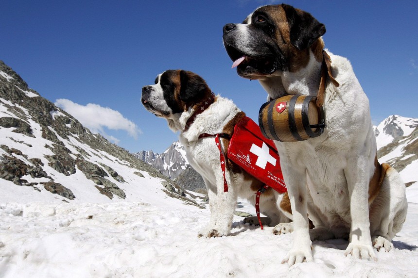 Bernhardiner-Hunde verbringen den Sommer auf Alpenpass