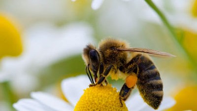 Infektionen: Honig als Arznei - bei den utnersuchten Sorten sammelten die Bienen den Honig allerdings an Teebäumen.