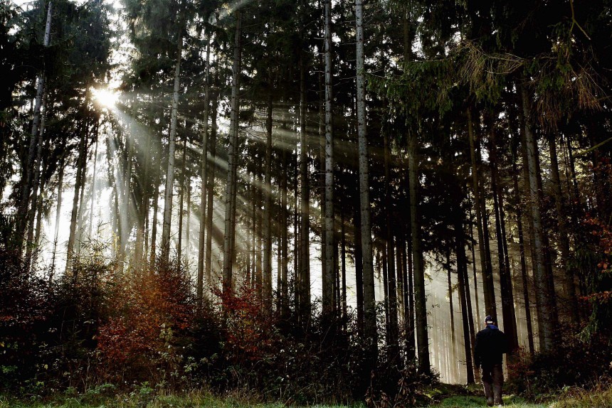 Kinderdienst: Dem Wald in Deutschland geht es etwas besser