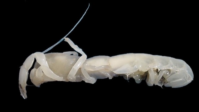 Meeresbiologie: Die Glasgarnele - in der englischen Bezeichnung ein "Ghost shrimp" - lebt im Atlantik vor der Südküste Spaniens.