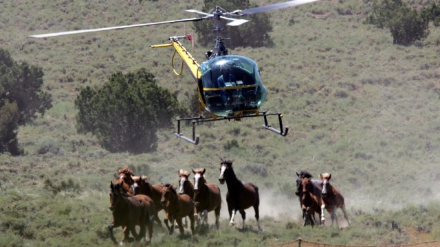 USA: Jagd auf Mustangs: Tierschützer finden, dass die Jagd auf Mustangs mit knatternden Rotoren Tierquälerei ist