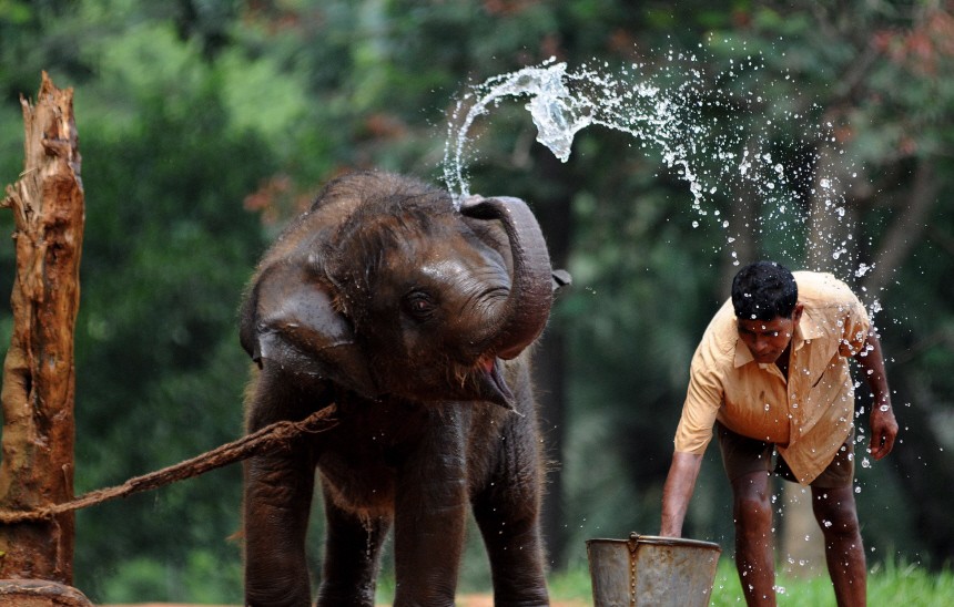 Elefantenbaby mit Spass bei einer Dusche