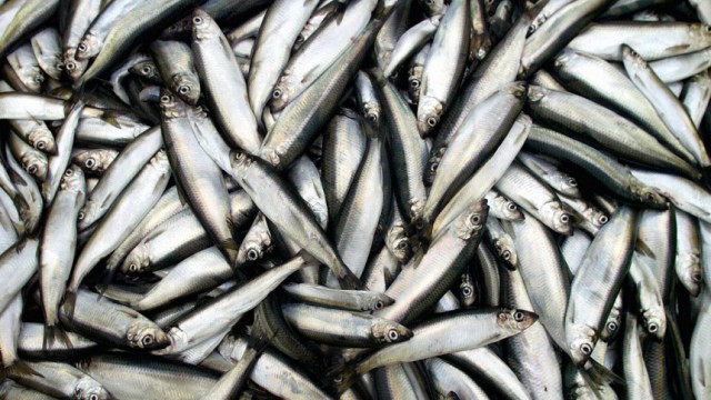 Buergermeister von Fischereiorten protestieren gegen EU-Quotenplaene