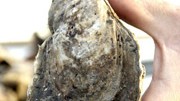 Noroviren: Austern reichern Noroviren sogar noch an.