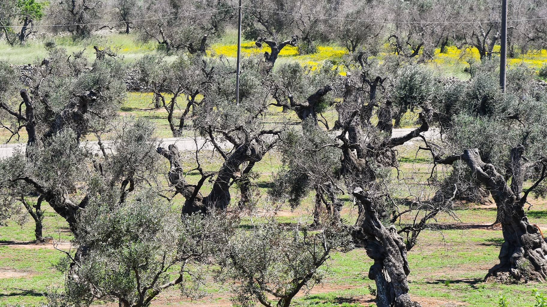 Das Sterben der Olivenhaine