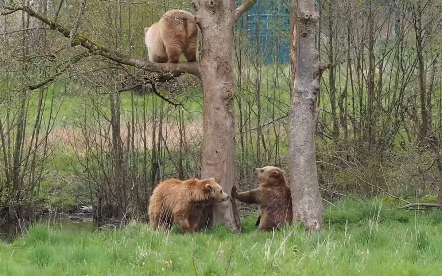 Bären im Wildpark Poing