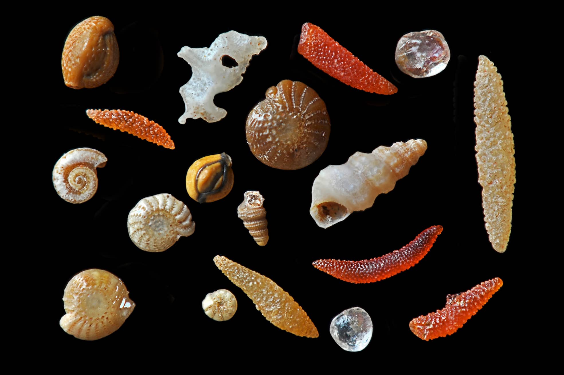 Die mikroskopische Aufnahme von Sandkörnern aus Darwin (Australien) zeigt sechs Außenskelettteile von Gliederfüßern in Rot, Orange und Hellgelb. Ebenfalls von Lebewesen stammen Schneckenhäuser und Hüllen gehäusetragender Einzeller. Die beiden Quarzkörner sind rundgeschliffen.